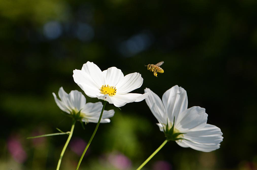 Bee flying in autumn sky